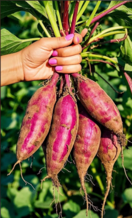 紫薯是真的好吃