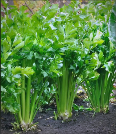 芹菜有药用价值