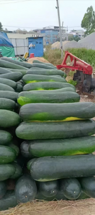 冬瓜，这种外表朴实无华却内含丰富营养的瓜类蔬菜，已成为现代健康饮食中的"隐形冠军"