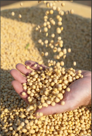 大豆的功效与作用