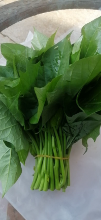 番薯叶的营养价值与健康功效研究