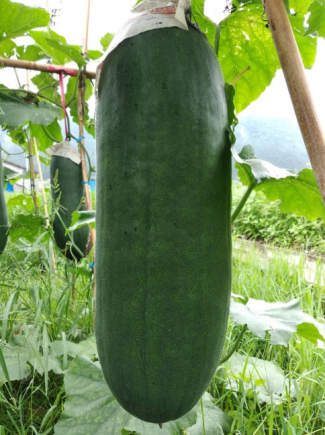 冬瓜，这种外表朴实无华却内含丰富营养的瓜类蔬菜，已成为现代健康饮食中的"隐形冠军"