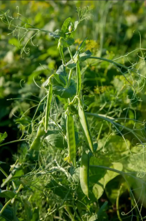 小小豌豆，除了当射手以外，原来还可以....