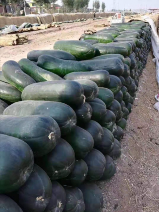 冬瓜，这种外表朴实无华却内含丰富营养的瓜类蔬菜，已成为现代健康饮食中的"隐形冠军"