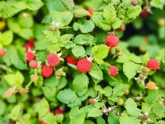树莓（学名：Rubus idaeus），又称覆盆子