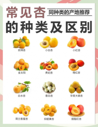 杏子，这颗金黄圆润的夏季时令水果，不仅是味蕾的享受，更蕴含着丰富的营养宝库。
