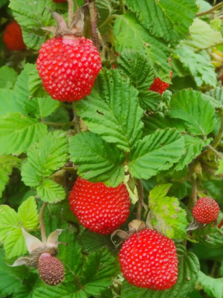 树莓（学名：Rubus idaeus），又称覆盆子