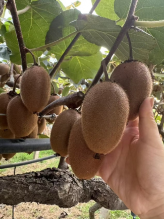 猕猴桃（学名：Actinidia chinensis Planch.），又名奇异果，原产于中国，是当今水果界公认的"超级水果"和"营养宝库"。