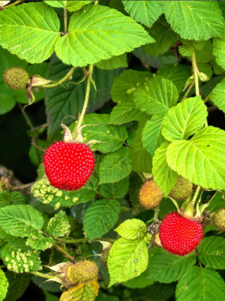 树莓（学名：Rubus idaeus），又称覆盆子