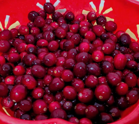 蔓越莓，常被誉为"超级食物"