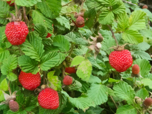 树莓（学名：Rubus idaeus），又称覆盆子
