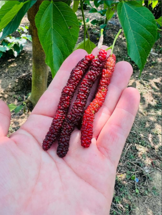 桑葚，这颗紫黑色的小果实，作为中国传统的"药食同源"食材，承载着五千年的养生智慧。
