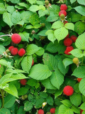 树莓（学名：Rubus idaeus），又称覆盆子